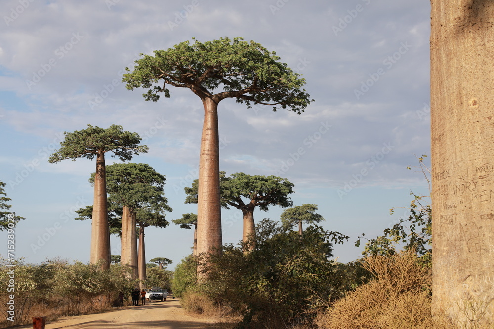 Fototapeta premium baobab avenue in morondava, madagascar
