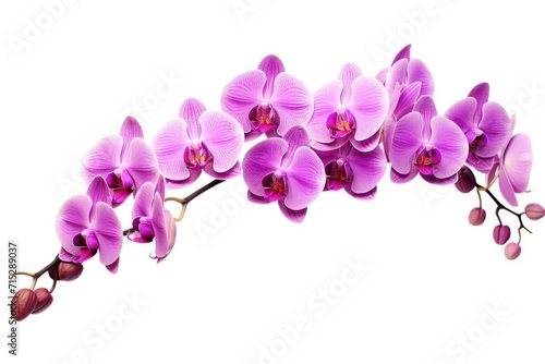 pink orchid isolated on white