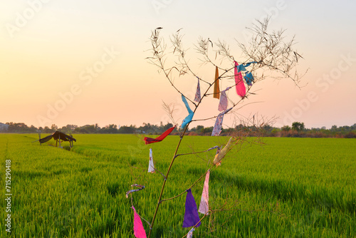 Sunset in the rice field 