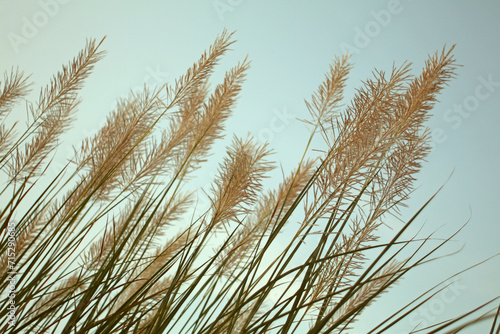 reeds in the wind