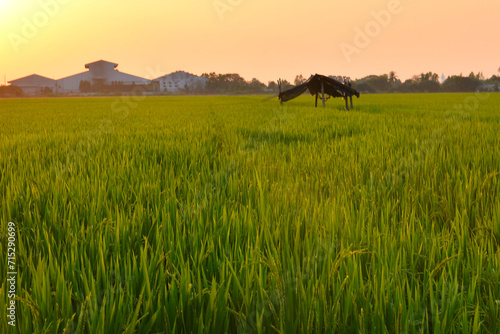 Evening atmosphere at rice fields and old pavilion 