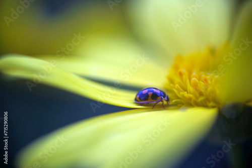 ladybug on a flower