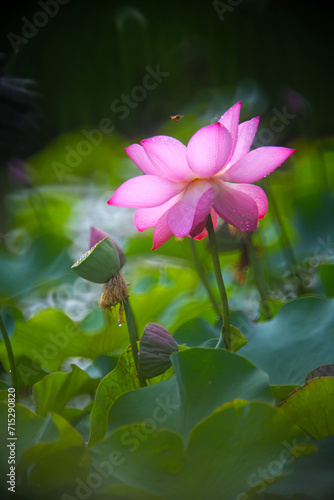 pink lotus flower