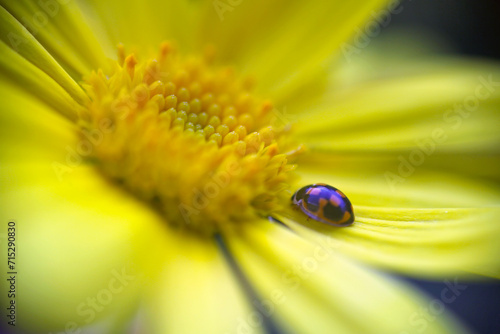 ladybug on flower