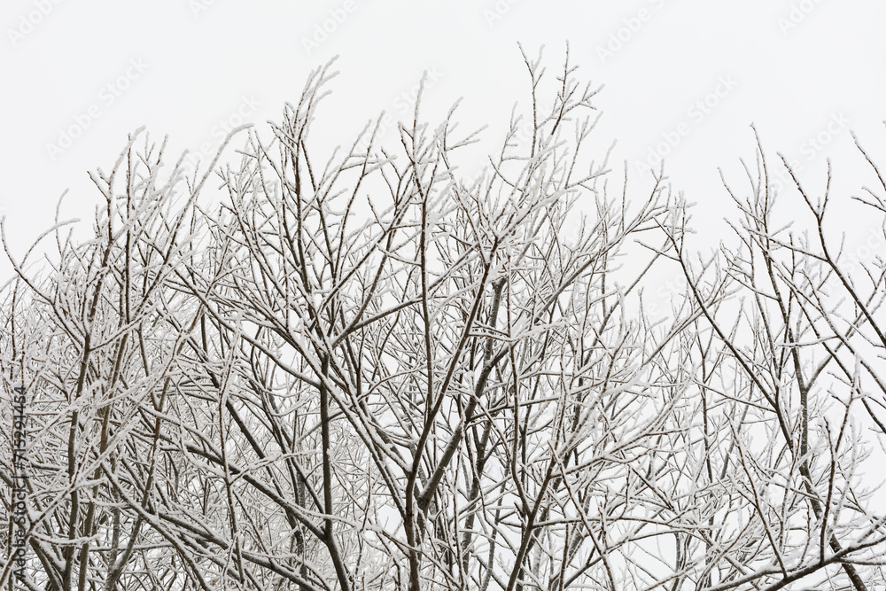 Tree crowns covered with frost and snow against a cloudy sky Tree crowns covered with frost and snow against a cloudy sky
