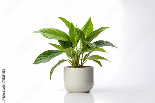 Decorative indoor houseplant in a white ceramic pot on a white background. Green plant for concept image for interior home design or office furniture. 