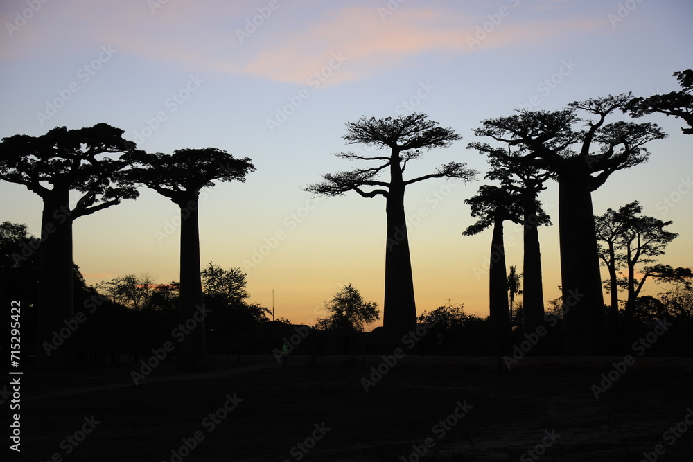 sunset on baobab avenue in morondava, madagascar