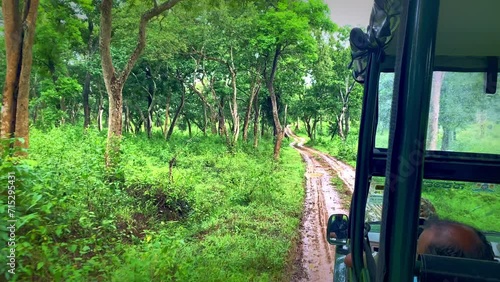 Deer walking, Running Roadside Jungle, deer herd, Point of view shot from running Car, Jungle safari, Mudhumalai Tiger Reserve, Tamilnadu, bandipur karnataka
 photo