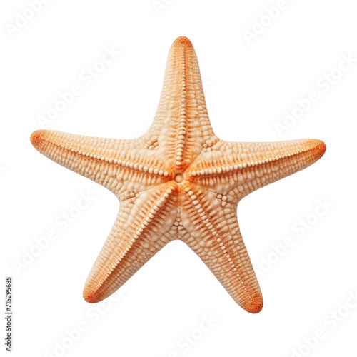 Isolated red starfish on a white background, showcasing marine life in a tropical sea environment with seashells and ocean elements