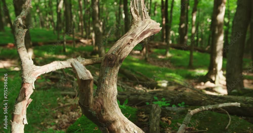Old dead small tree trunk in the forest Old dead small tree trunk in the forest