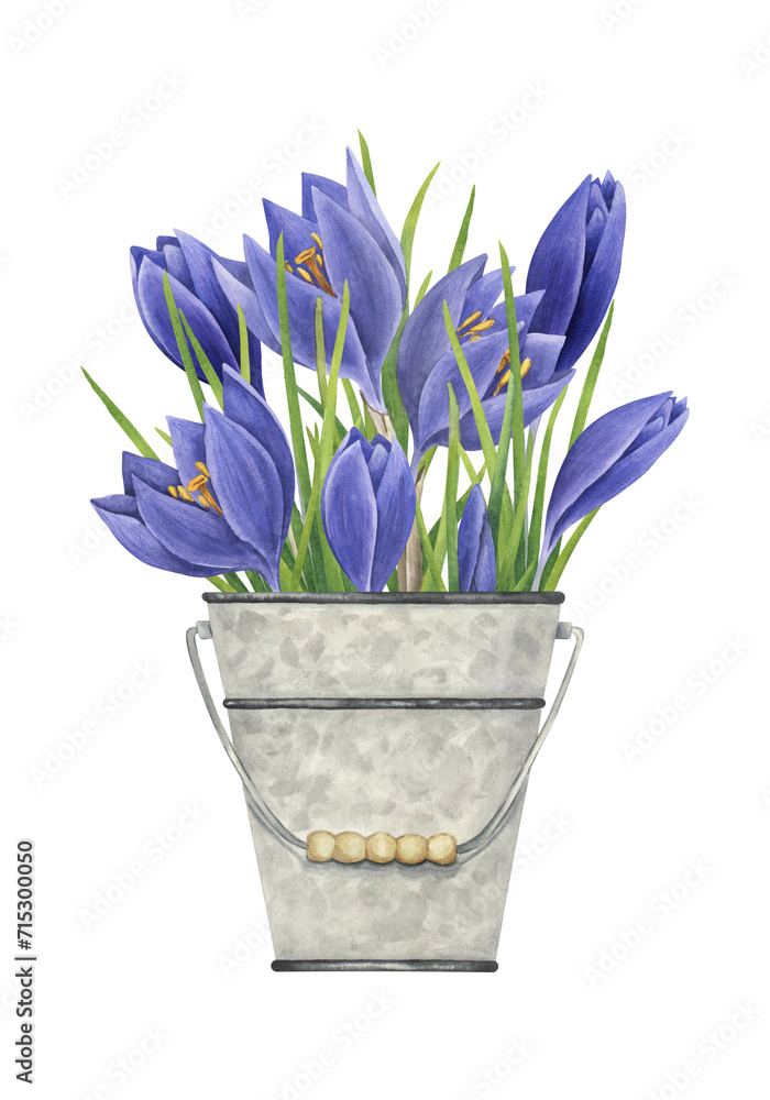 Bouquet of purple crocuses in a metal bucket. Watercolor vintage illustration on white background. Spring garden flowers Bouquet of purple crocuses in a metal bucket. Watercolor vintage illustration on white background. Spring garden flowers