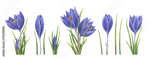 Collection of watercolor purple crocuses. Hand drawn botanical illustration of flowers, leaves, buds.Isolated floral elements on white background.