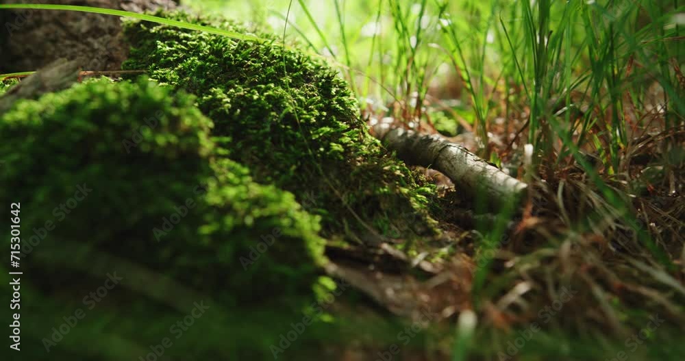 Close up on lichen moss and herb in the forest Close up on lichen moss and herb in the forest