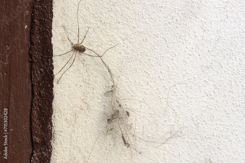 A spider Opilio parietinus crawls up a wall and dragging a clump of dust stuck to his leg photo