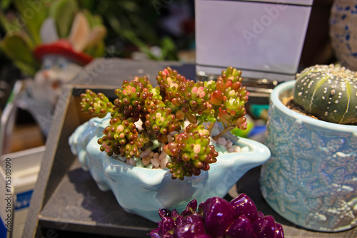 group of fresh cacti in flowers in the garden, collection of blooming tiny cacti with colorful flowers. Tray with bright colorful Ruby ball cactus (Gymnocalycium mihanovichii) at a flower market