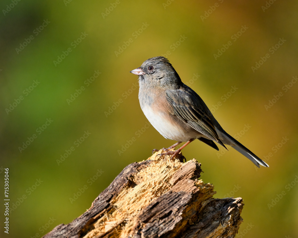Closeup of a Dark-Eyed Junco in Dover, Tennessee Closeup of a Dark-Eyed Junco in Dover, Tennessee