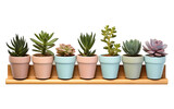 Decoration with a Stylish Rack Adorned by Potted Succulent Plants on a White or Clear Surface PNG Transparent Background.