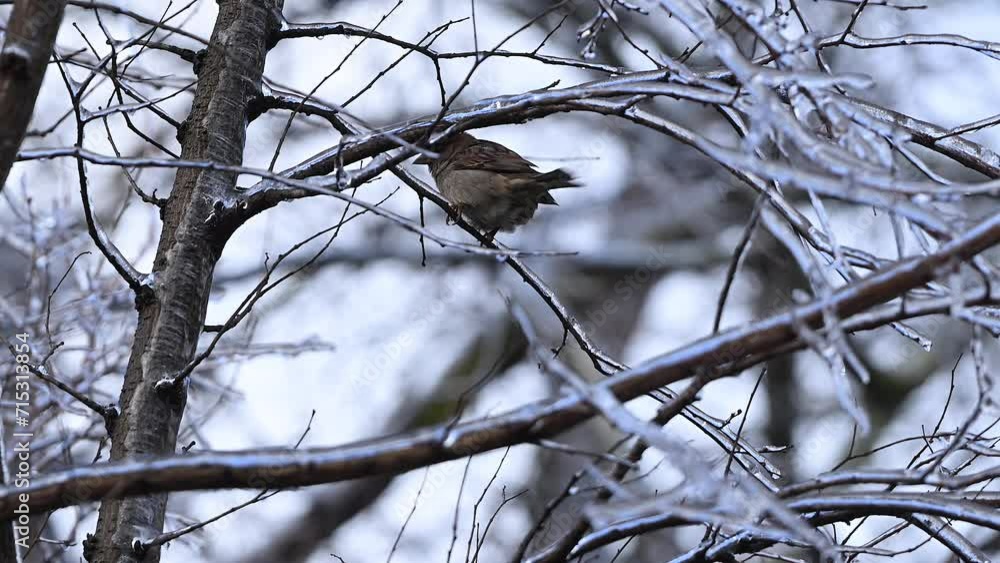 Bullfinch sitting on a branch in winter. 4k 120 fps slow motion raw video Bullfinch sitting on a branch in winter. 4k 120 fps slow motion raw video
