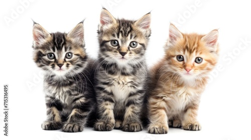 Three adorable cat kittens, in various colors, stand and sit together on a white background, Ai Generated. © SURIYA