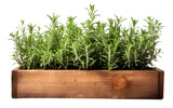 Cultivate Culinary Magic with a Rosemary Kitchen Herb Garden on a White or Clear Surface PNG Transparent Background.