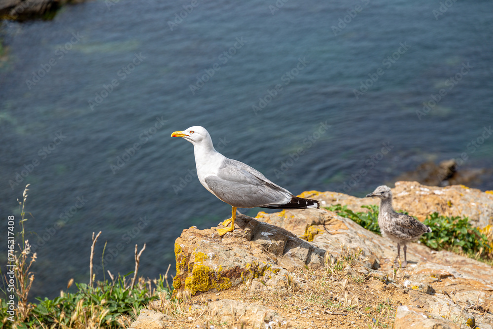 Obraz premium Seagull on rock near to the sea