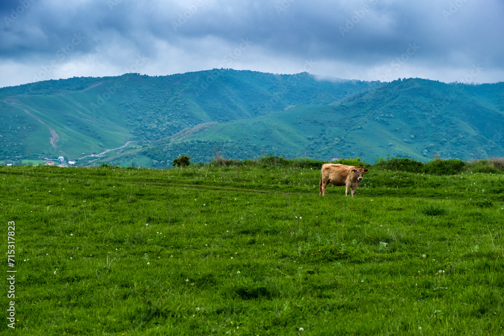 cows on the meadow cows on the meadow