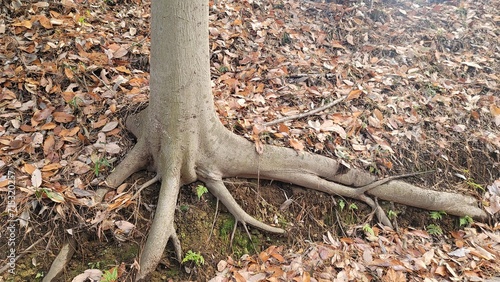 切り株・根・土・落ち葉・枯葉／Stump, roots, soil, fallen leaves, dead leaves／그루터기, 뿌리, 흙, 낙엽, 고엽