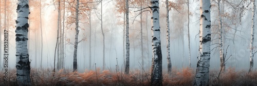 Autumn birch forest, beautiful landscape. Birch tree forest photo