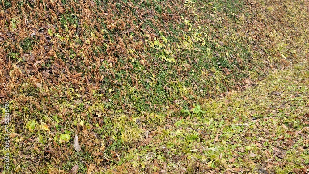 自然の絨毯・草原・グラデーション/Natural carpet・grassland・gradation/자연의 융단, 초원, 그라데이션 自然の絨毯・草原・グラデーション/Natural carpet・grassland・gradation/자연의 융단, 초원, 그라데이션