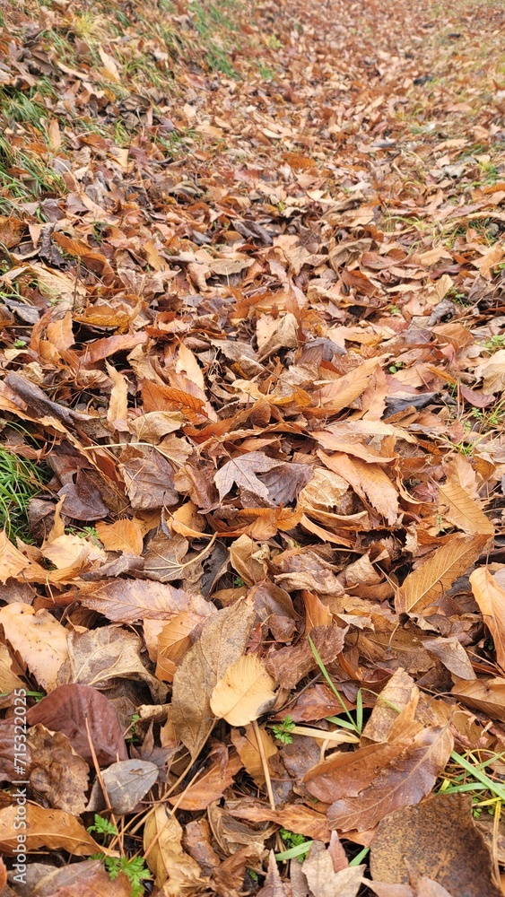 Autumn・winter in Japan/fallen leaves/dead leaves・日本の秋・冬/落ち葉/枯葉・일본의 가을·겨울/낙엽/고엽 Autumn・winter in Japan/fallen leaves/dead leaves・日本の秋・冬/落ち葉/枯葉・일본의 가을·겨울/낙엽/고엽