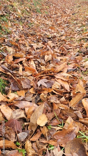 Autumn・winter in Japan／fallen leaves／dead leaves・日本の秋・冬／落ち葉／枯葉・일본의 가을·겨울／낙엽／고엽
