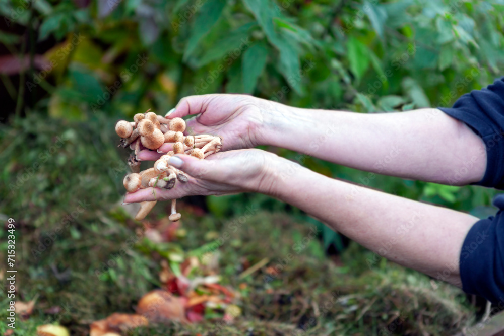 female hands with mushrooms