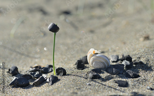 Young bud of sea daffodil, Pancratium maritimum, surrounded by its black seeds mimicking pieces of charcoal around a sea shell.