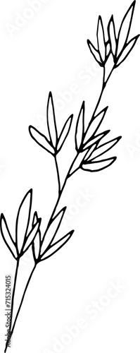 Fototapeta Naklejka Na Ścianę i Meble -  Floral Botanical Line Art Illustration