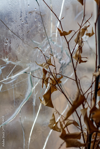 Cracked glass window from an explosion. A dried plant on a windowsill next to a broken window.