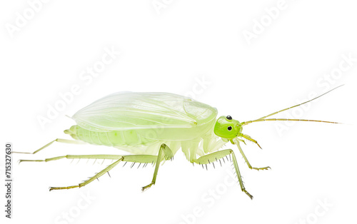 Interactions Between Aphids and Their Plant Hosts on a White or Clear Surface PNG Transparent Background.