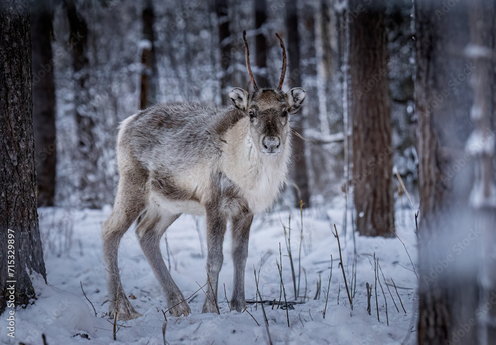 Reindeer in the winter forest, Finland, Lapland Reindeer in the winter forest, Finland, Lapland