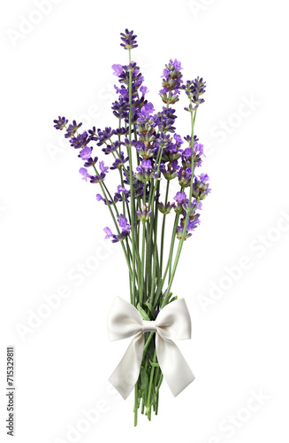 Bouquet of purple lavender flower  tied with a white bow. Bunch of fresh lavandula flowers. Isolated on white background