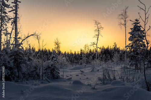 Sunset in the winter forest. Beautiful winter landscape in the forest.