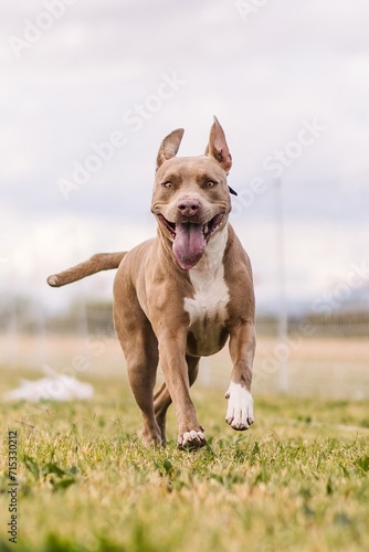 American Pit Bull Terrier running lure course dog sport