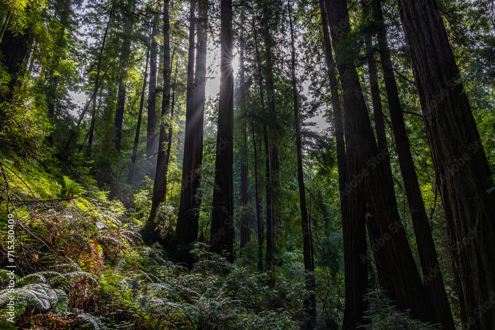 Naklejka premium Sunbeams pierce through a redwood forest