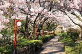 Blooming sakura trees and oriental lanterns in ornamental urban garden, Japan. Japanese hanami festival - time when people enjoy sakura blossom. Cherry blossoming season in Japan