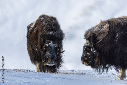 Foto In winter, a musk ox looks in our direction
