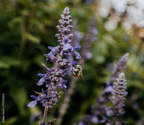 Close up of bumble bee landing on purple flowers to collect pollen