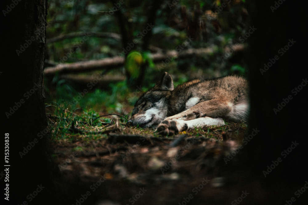 Sleeping Wolf Resting Under Tree in Forest Sleeping Wolf Resting Under Tree in Forest