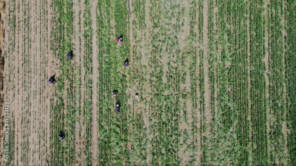 Farmers working on the field aerial views Farmers working on the field aerial views