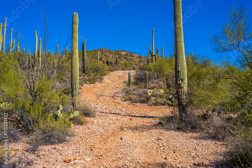 A long slender Saguaro Cactus in Tucson, Arizona