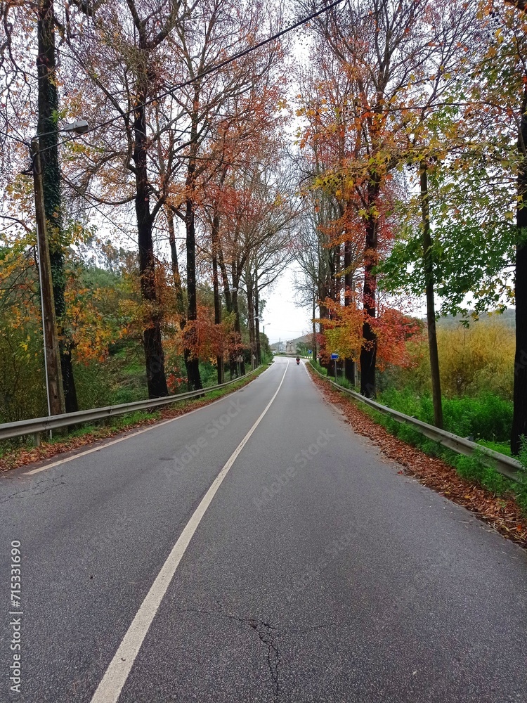 road in colorful autumn forest
