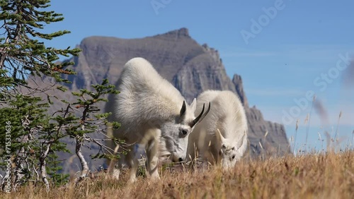 Mountain Goats feed in Glacier Park photo