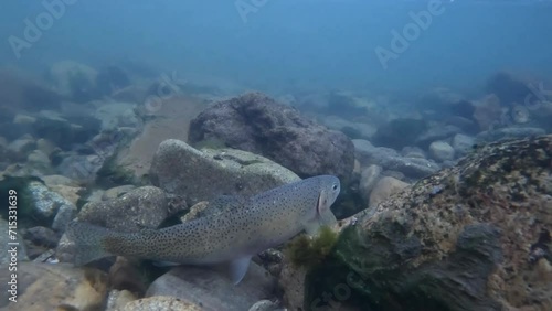 a Cutthroat Trout is released in the South fork of the Gallatin River photo